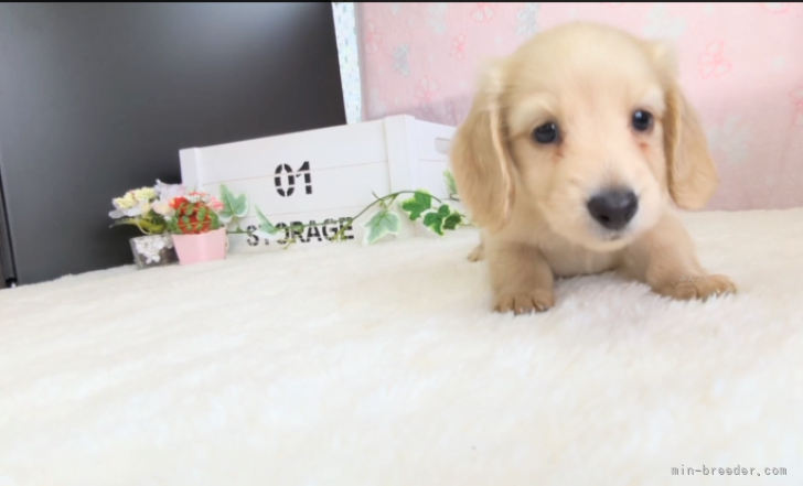 ダックスフンドの子犬もおります♡｜岡田　英二(おかだ　えいじ)ブリーダー(茨城県・トイプードルなど・JKC登録)の紹介写真7