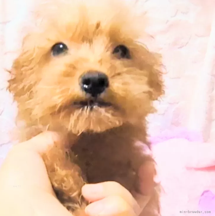 ID：2411-03996の子犬