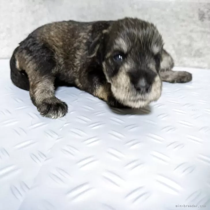 ID：2507-05518の子犬