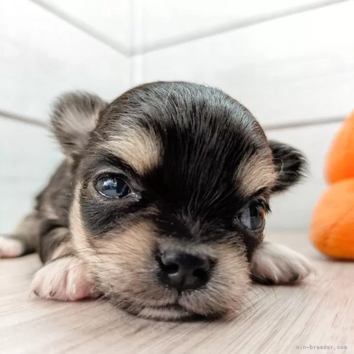 ID：2604-03140の子犬