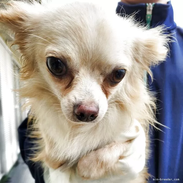 N.S 様のお迎えした子犬