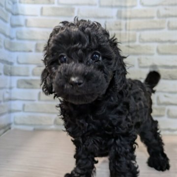 トイプードル(トイ)【茨城県・女の子・2025年9月27日・ブラック】の写真「😍人気のブラックの女の子ですよ〜🩷」