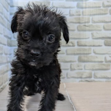 ミックス(トイプードル×ボストンテリア)【茨城県・女の子・2025年9月15日・ブラック】の写真「🩷ムチムチで凄く可愛い🩷」