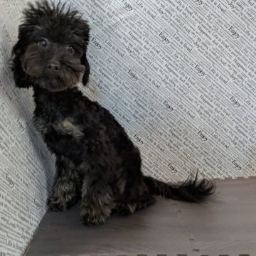 トイプードル(タイニー)【茨城県・男の子・2025年5月7日・ブラック】の写真「🩵人気のブラックの男の子です😜」