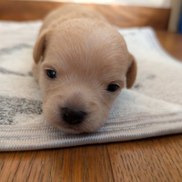 チワマル(マルチーズ×チワワ)【茨城県・男の子・2025年10月27日・クリ―厶】の写真「😜歳末セール中です。小さいですよ😜」