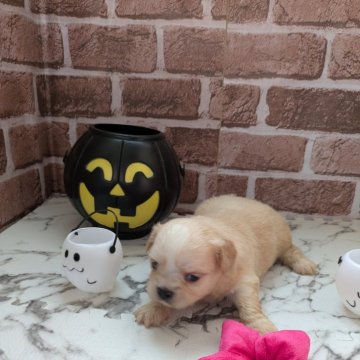 チワマル(マルチーズ×チワワ)【茨城県・女の子・2025年10月6日・クリ―厶】の写真「✨️ムチムチですよ〜＼(^o^)／😜」