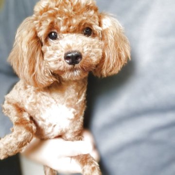 トイプードル(トイ)【茨城県・男の子・2024年10月3日・レッド】の写真「凄く可愛いです❤」