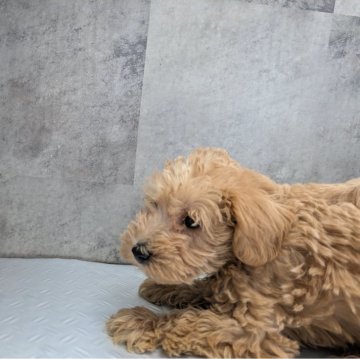 トイプードル(トイ)【茨城県・男の子・2025年6月15日・アプリコット】の写真「当犬舎設立記念価格です」