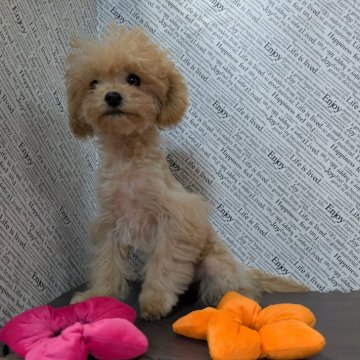 マルプー(トイプードル×マルチーズ)【茨城県・女の子・2025年8月9日・アプリコット】の写真「🩷人気のマルプーちゃん🩷」
