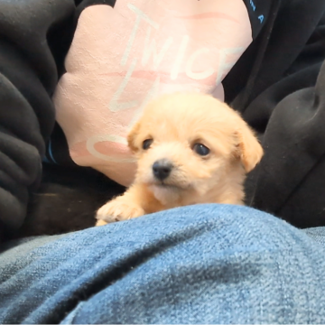 チワプー(チワワ×トイプードル)【茨城県・女の子・2024年10月15日・クリーム】の写真「両親犬遺伝子検査クリアで安心です♡」