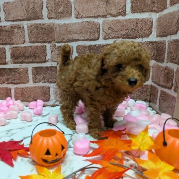 トイプードル(トイ)【茨城県・女の子・2025年8月8日・レッド】の写真「2日間限定です。☺️☺️」