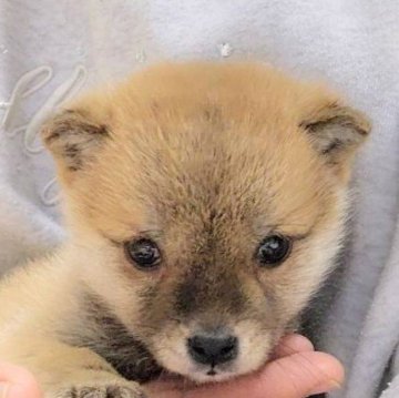 柴犬(豆柴)【茨城県・男の子・2024年12月18日・赤】の写真「とっても優しい男の子です♡」