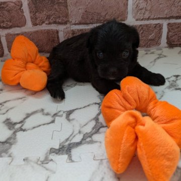 ミックス(トイプードル×ボストンテリア)【茨城県・女の子・2025年9月15日・ブラック】の写真「🩷ムチムチで凄く可愛い🩷」