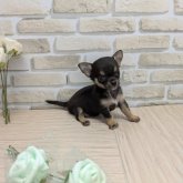 チワワ(スムース)