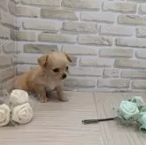 チワワ(ロング)