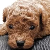 タイニープードル