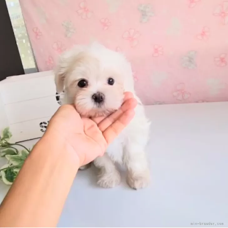 T.H 様のお迎えした子犬