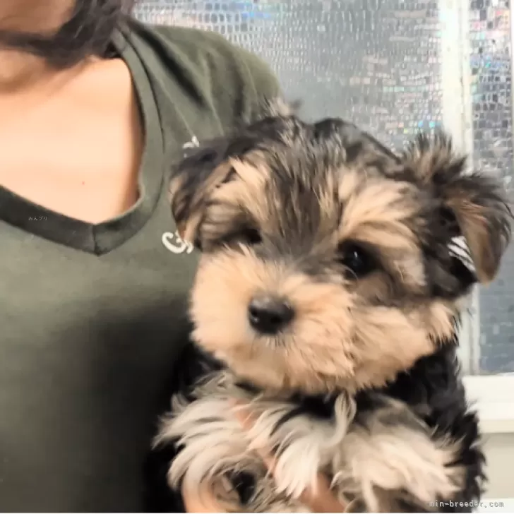 ID：2409-00728の子犬