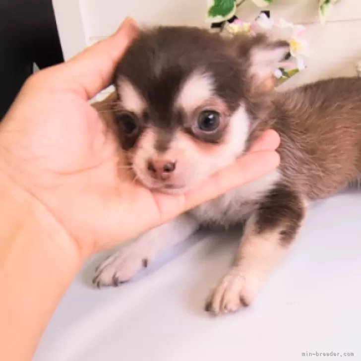 ID:2409-03252の子犬