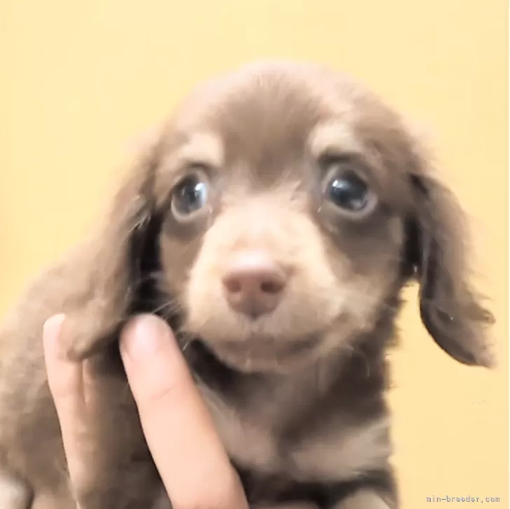 ID：2410-02798の子犬