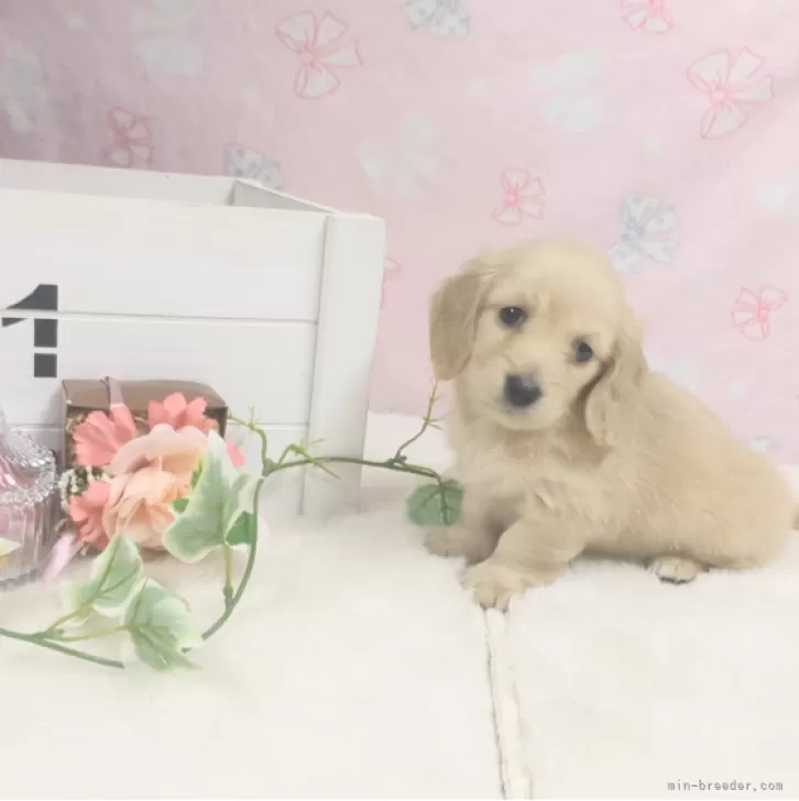 ID：2404-01147の子犬