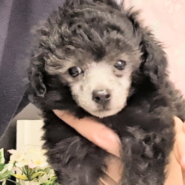 トイプードル(ティーカップ)【茨城県・女の子・2024年2月18日・シルバー】の写真「とても小さくてかわいい女の子です♡」
