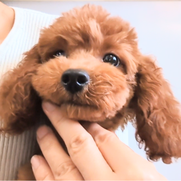 トイプードル(タイニー)【茨城県・女の子・2024年6月18日・レッド】の写真「無駄吠え無しのかわいいわんちゃんです♡」