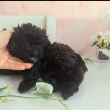 シープー(トイプードル×シーズー)【茨城県・男の子・2024年5月5日・ブラック】の写真「とっても小さくてかわいい男の子です♡」
