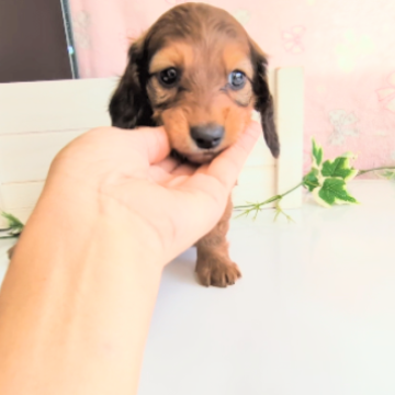 ミニチュアダックスフンド(ロング)【茨城県・男の子・2024年6月17日・シェーデッドレッド】の写真「とっても人懐こい男の子です。」