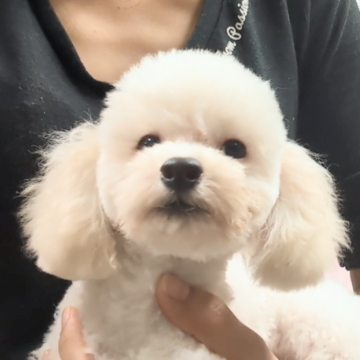 トイプードル(タイニー)【茨城県・男の子・2024年5月3日・ホワイト】の写真「とっても人懐こい男の子です♡」