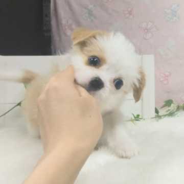 ミックス(シーズー×コーギー)【茨城県・男の子・2024年1月3日・ホワイト&レッド】の写真「お利口さんで吠えたりしない優しい男の子です♡」