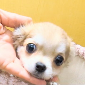 チワワ(ロング)【茨城県・女の子・2024年8月3日・フォーン】の写真「瞳がキラキラでとってもかわいい女の子です。」