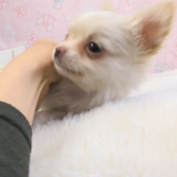 チワワ(ロング)【茨城県・男の子・2023年12月12日・ホワイト】の写真「とっても小さくてかわいいです♡」