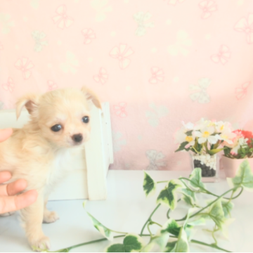 チワワ(ロング)【茨城県・女の子・2024年5月3日・クリーム】の写真「とっても小さくてかわいいです♡」