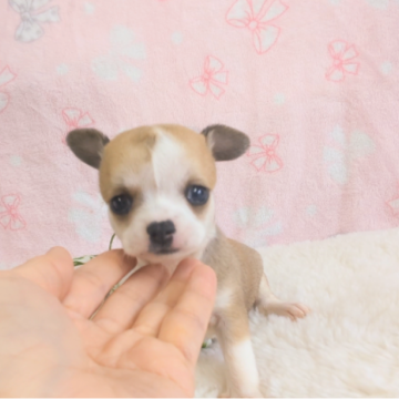 チワワ(スムース)【茨城県・女の子・2023年12月17日・レッド&ホワイト】の写真「とっても人懐こい女の子です♡」