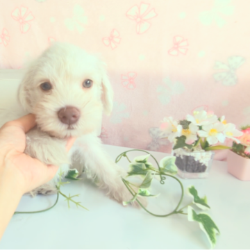 ミニチュアシュナウザー【茨城県・男の子・2024年4月23日・ホワイト】の写真「とっても癒やしてくれるわんちゃんです♡」