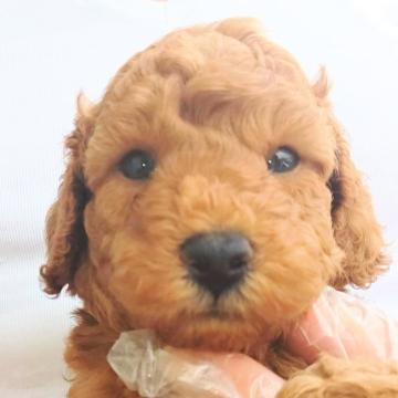 トイプードル(トイ)【茨城県・男の子・2022年4月24日・レッド】の写真「とっても元気な男の子です♡(*^^*)」