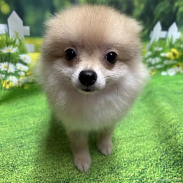 ID:2507-06590の子犬