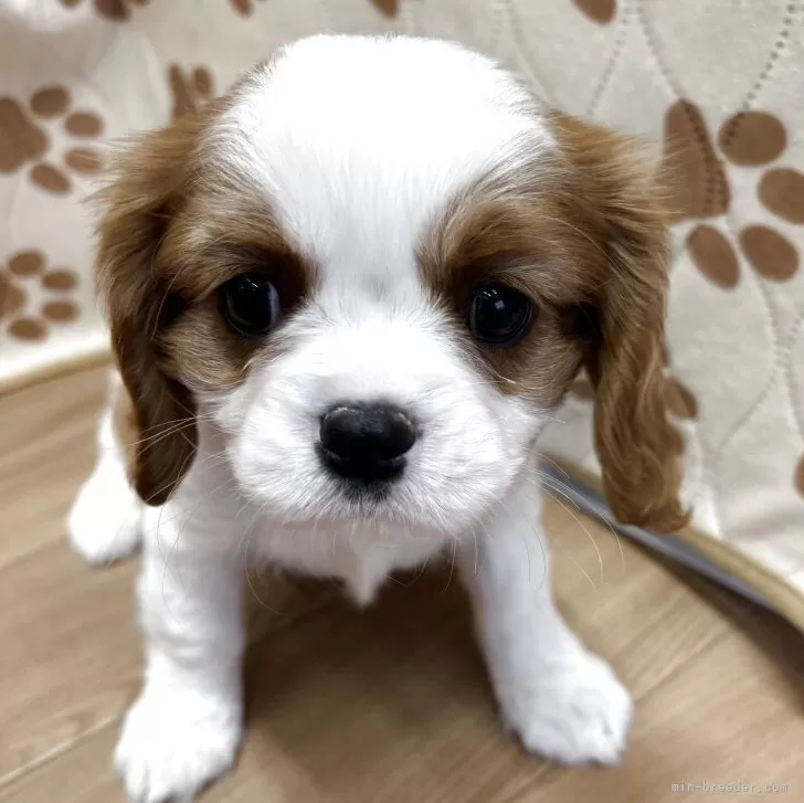 ID：2504-00053の子犬