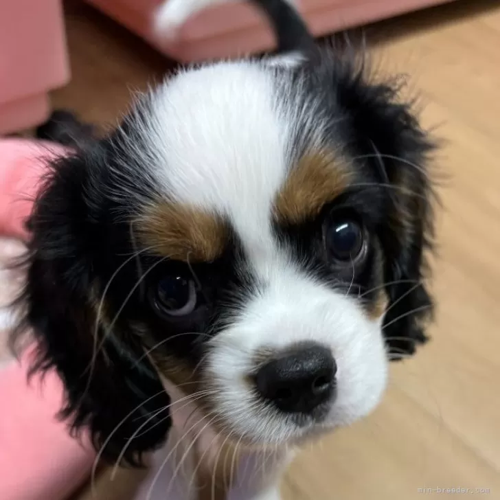 ID:2509-04993の子犬