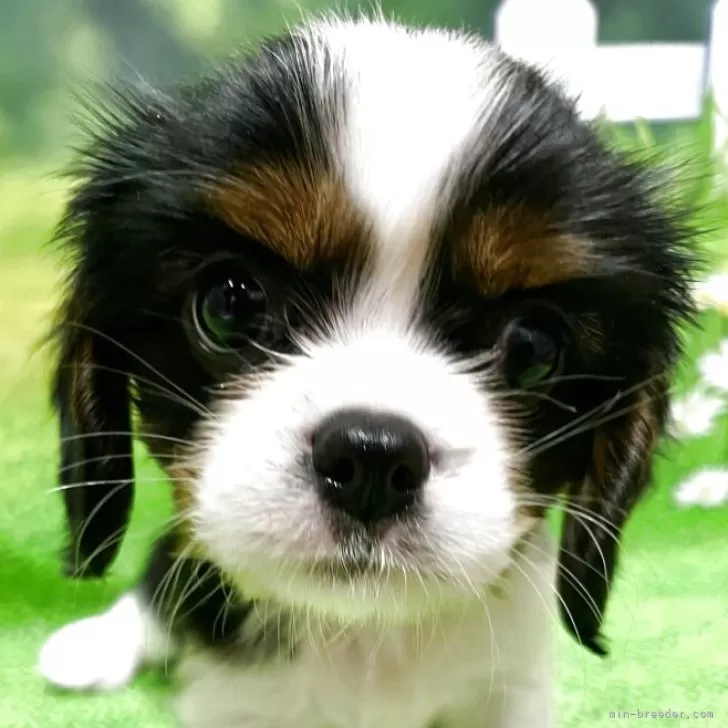 K.T 様のお迎えした子犬