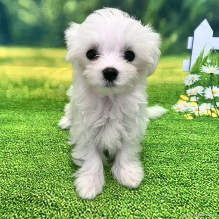 ID:2506-05195の子犬