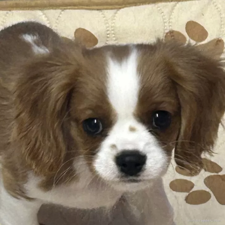ID:2412-04450の子犬