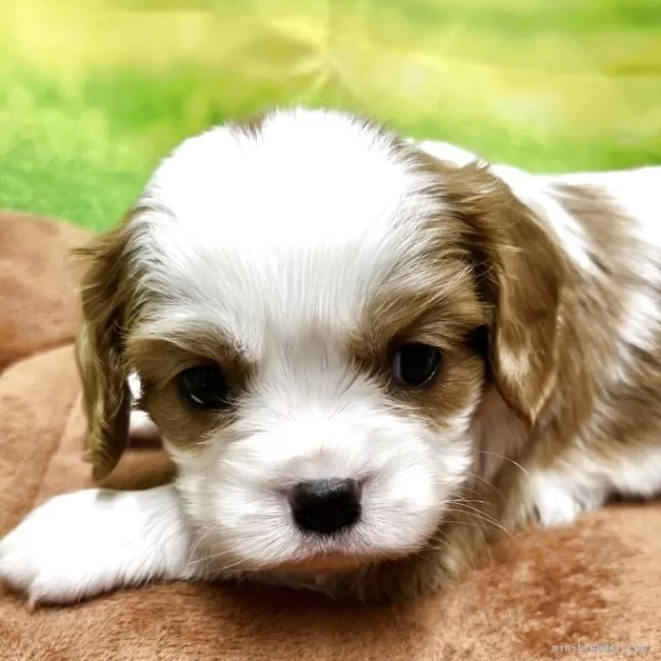 ID：2511-06548の子犬