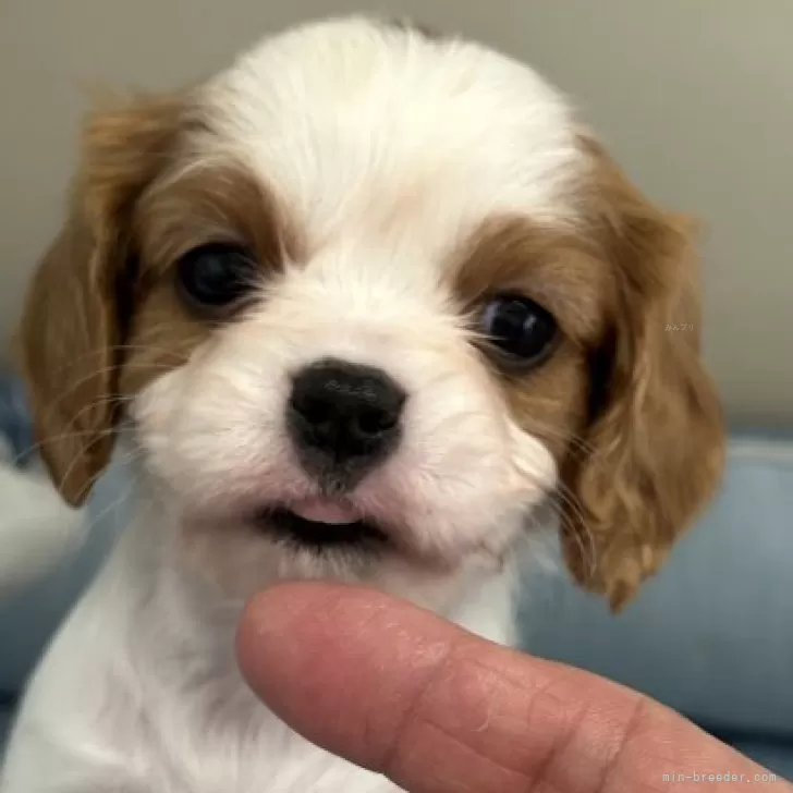 ID:2411-07842の子犬