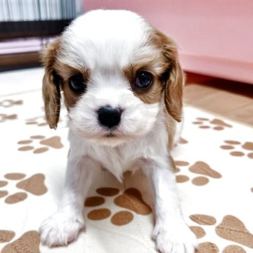 キャバリア【栃木県・男の子・2025年10月25日・ブレンハイム】の写真「ウィンターセール⛄️兄弟で1番小さい」