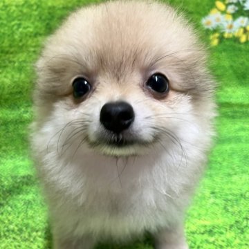 ポメラニアン【栃木県・女の子・2025年6月11日・ウルフセーブル】の写真「愛嬌爆発😘スマイルフェイス♡サマーセール中🌻」