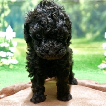 トイプードル(タイニー)【栃木県・女の子・2025年10月20日・ブラウン】の写真「濃ブラウン♡小ぶり予想♡」