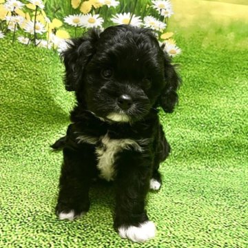 キャバプー(キャバリア×トイプードル)【栃木県・男の子・2025年8月10日・ブラック&ホワイト】の写真「大人しく兄妹で1番小柄な男の子👦」