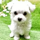 マルチーズ